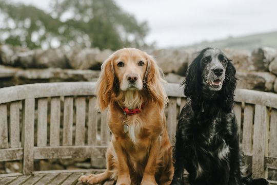 We welcome two well behaved Dogs